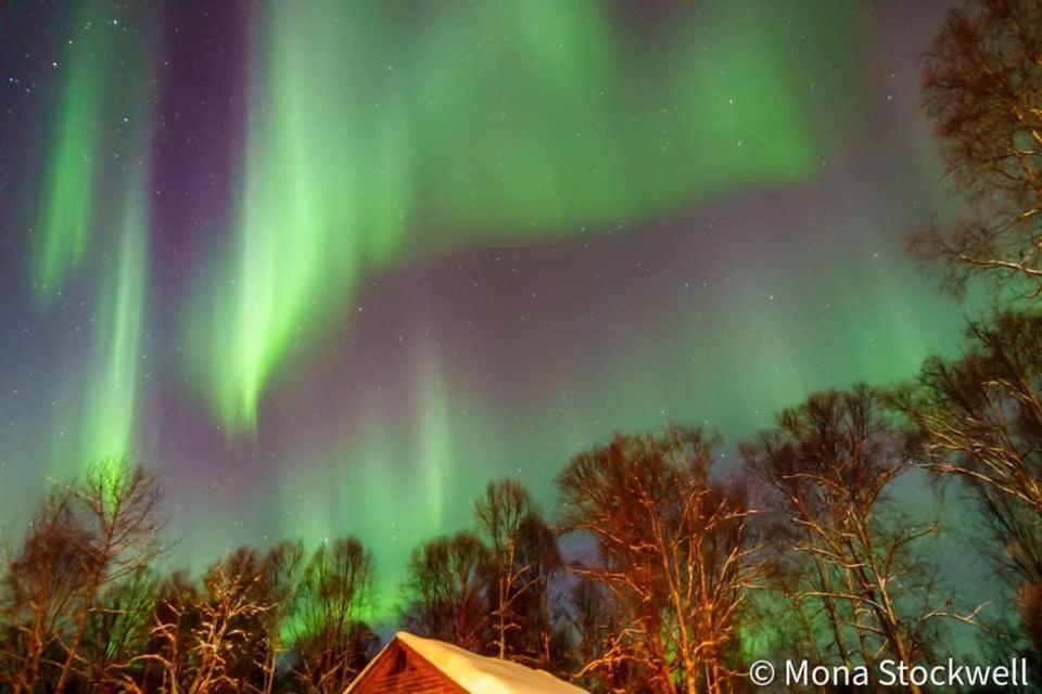 Susitna River Lodging, Riverside Cabins タルキートナ エクステリア 写真